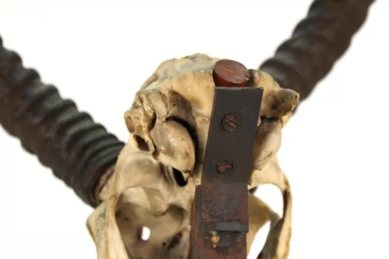 Anthony Redmile Mounted Impala Horns and Skull on Pyramidal Base